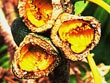 Pittosporum seeds eaten by rats - Photo credit: Jack Jeffrey