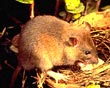 Black Rat in a bird’s nest - Photo credit: Jack Jeffrey