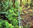 Protected Forest - Photo credit: Jack Jeffrey