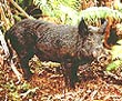 Pig Damage - Photo credit: Jack Jeffrey
