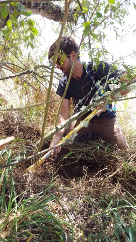PTplantiliahi