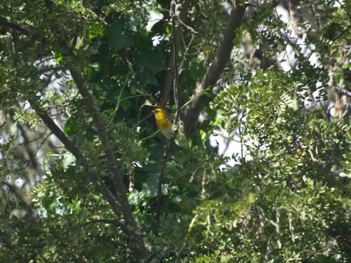 Palila in tree