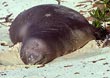 Hawaiian Monk Seal - Photo credit: Jack Jeffrey
