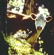 Cow in Forest - Photo credit: Jack Jeffrey