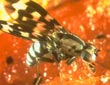 Picture-winged Drosophila - Photo credit: Bill Mull