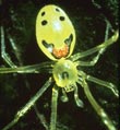 Happy Face Spider - Photo credit: Bill Mull