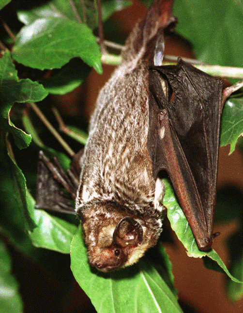 Hawaiian Bat