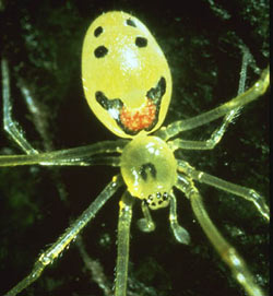 Smiling Diamond Spider Face