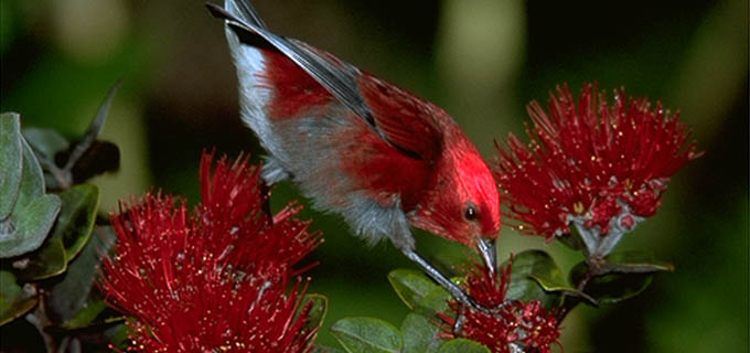 bird tours of hawaii