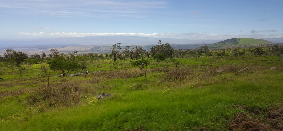 Outplanting at Pu&#8217;u Wa&#8217;a wa&#8217;a